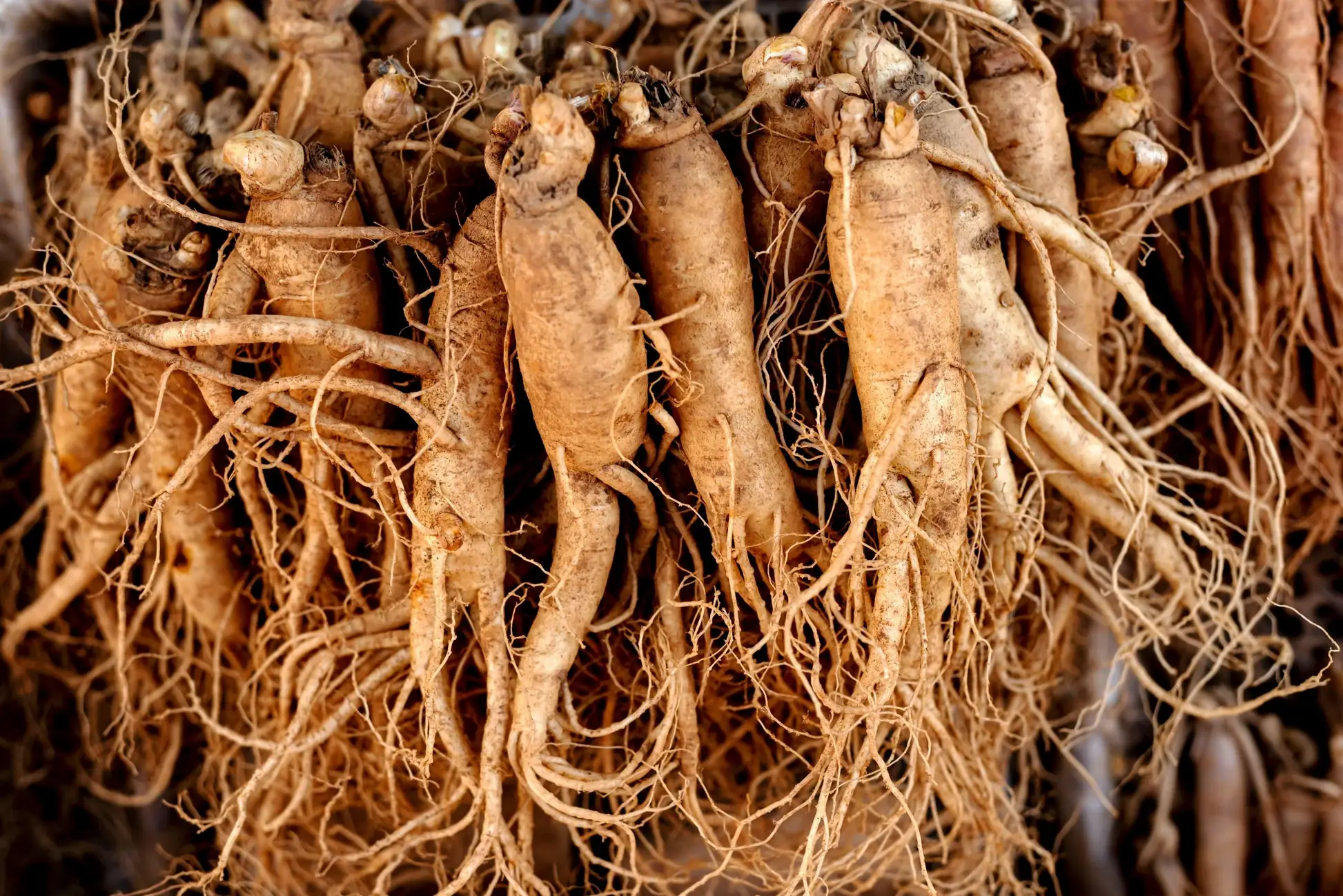Panax Ginseng